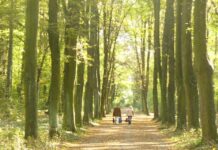 Heinrich-Laehr-Park: Von einer psychiatrischen Klinik zum Landschaftspark