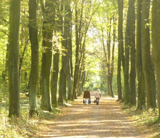 Берлінський Heinrich-Laehr-Park: від клініки для душевно хворих до ландшафтного парку