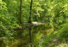 Найпоширеніші рослини Берліна