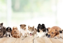 Какие породы собак популярны в Берлине?