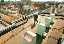 Пасіки на дахах Берліну: бджола летить, де мед пахтить