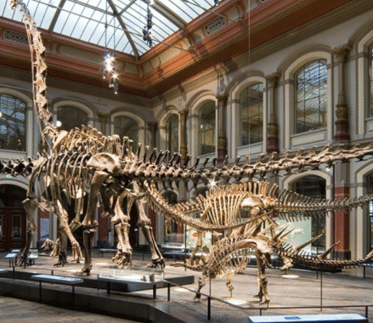 Таємниці Берлінського музею природознавства