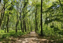 Volkspark Rehberge