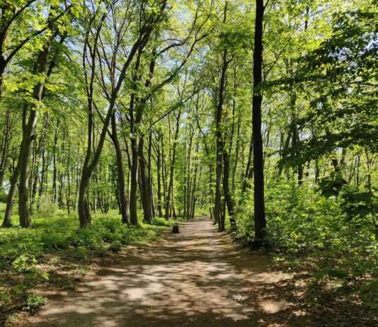 Volkspark Rehberge
